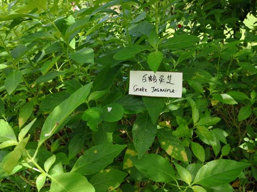 Tropical herbs Snake Jasmine
