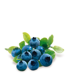 Wild Bilberry