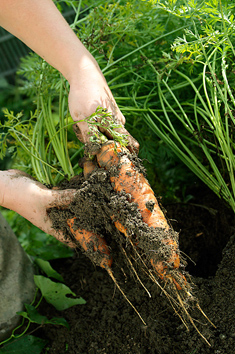 Organic Carrots