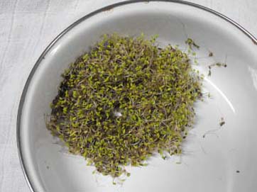Chia seed sprouts