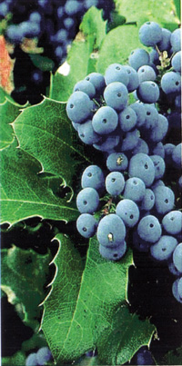 Bilberry