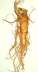 ginseng