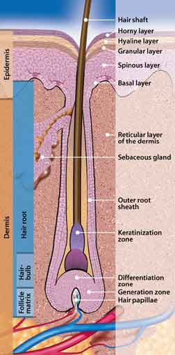 Hair Diagram