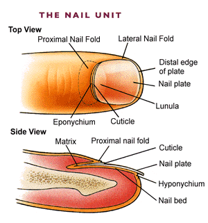 Nail Anatomy