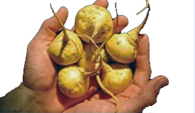 Maca Root