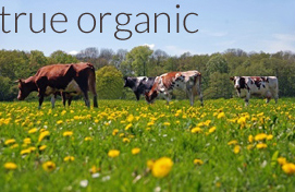Bulgaria Organic Cows